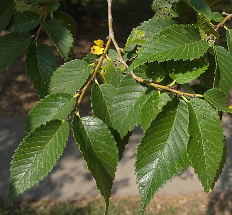 elm tree leaves pictures. The deciduous leaves turn