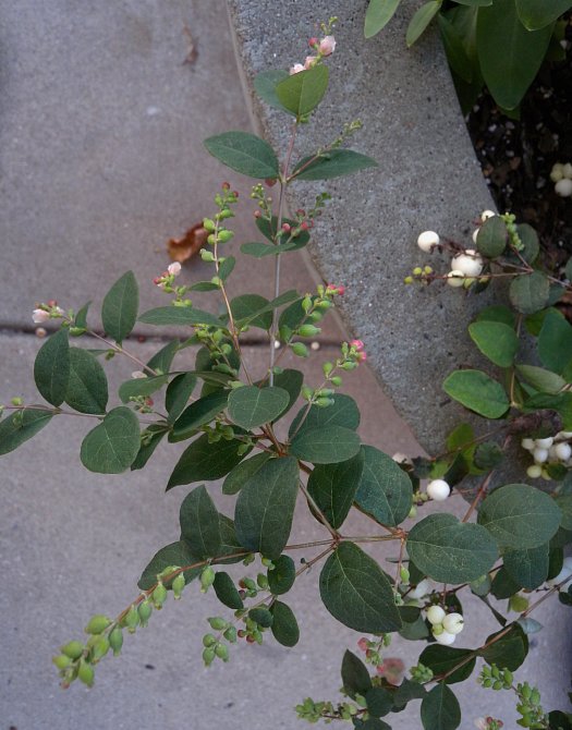What Illinois plant has white berries? : r/PlantIdentification