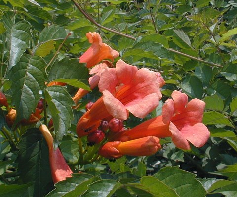 Trumpet Creeper Vine