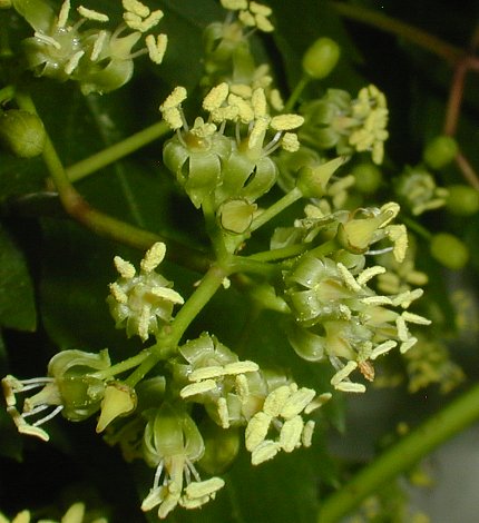 Virginia Creeper (Parthenocissus quinquefolia) – Orleans Conservation Trust