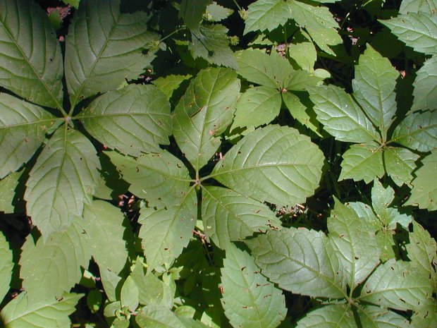 Virginia Creeper (Parthenocissus quinquefolia) – Orleans Conservation Trust