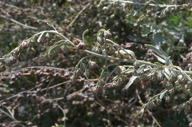 Panicle of Seedheads