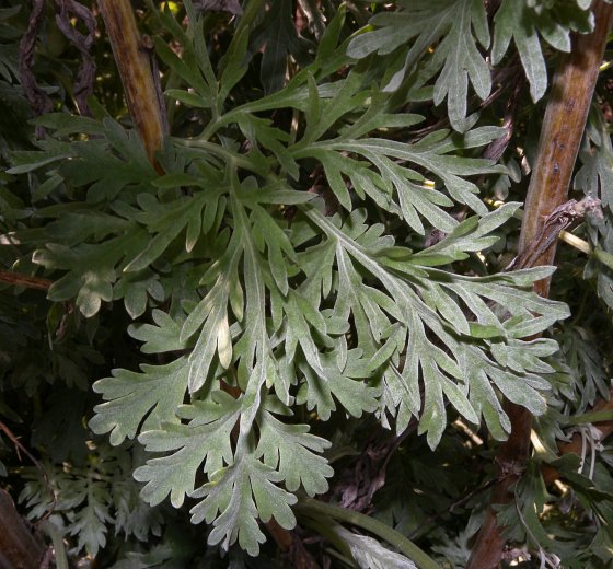 Lower Stems & Alternate Leaves