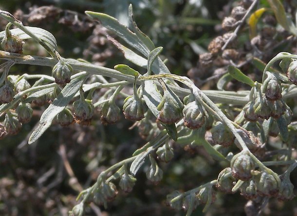 Seedheads & Leafy Bracts