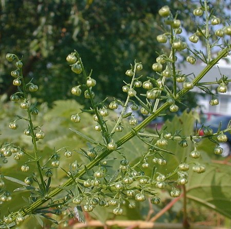 Artemisia annua (annual wormwood, sweet sagewort): Go Botany