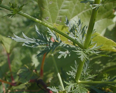 Artemisia annua image