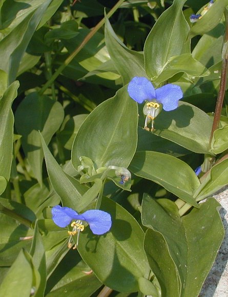 Commelina debilis image