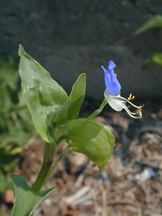 Commelina debilis image