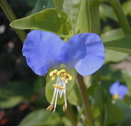 Commelina communis (Asiatic Dayflower) Information and Photos