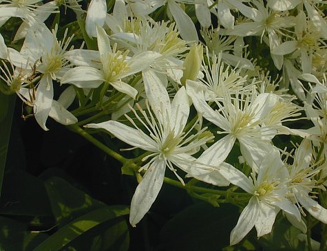 Clematis dioscoreifolia image