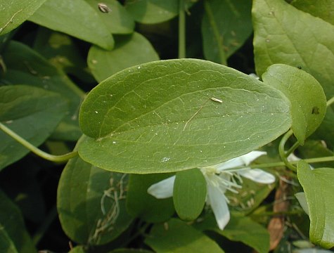 Clematis dioscoreifolia image