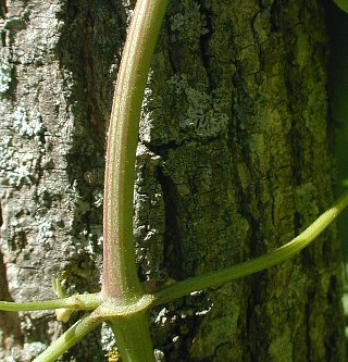 Clematis maximowicziana image