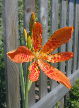 Blackberry Lily (Belamcanda chinensis)