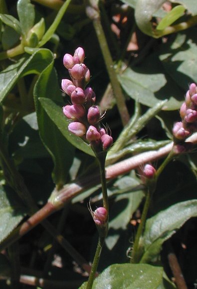 Persicaria posumbu image