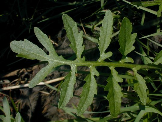 Rorippa sylvestris image