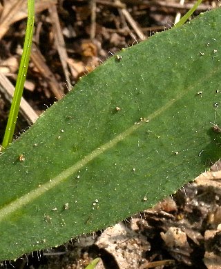 Pilosella caespitosa image