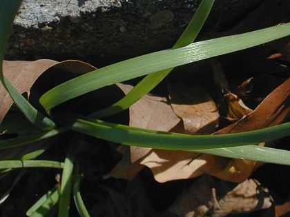 Allium tuberosum image