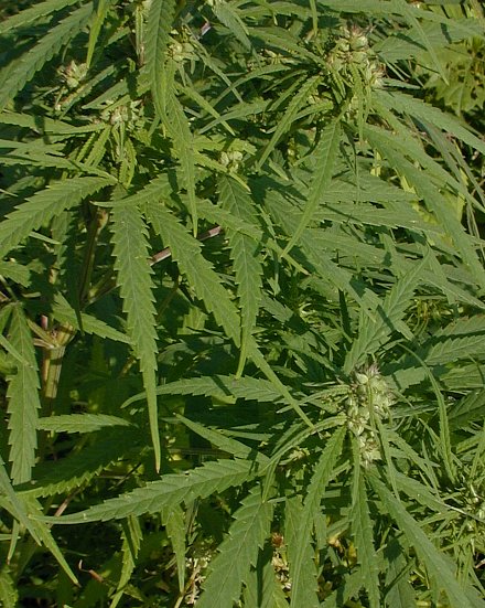 Ohio May Fully Legalize Marijuana Use