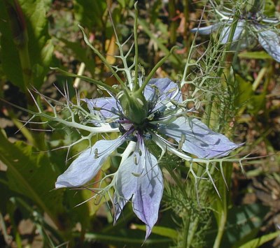 Nigella damascena image