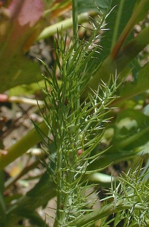 Nigella damascena image