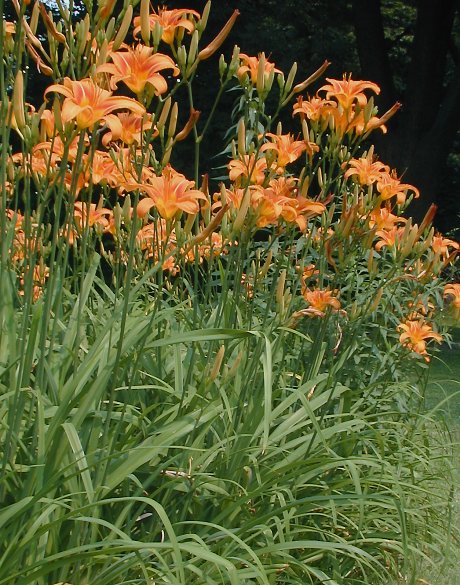 orange daylily