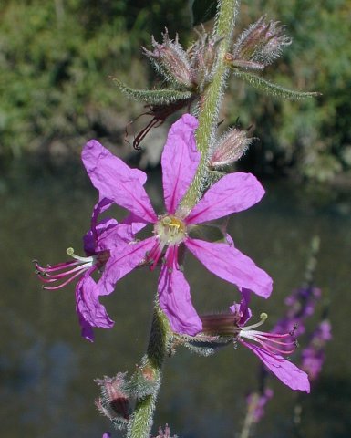 Loosestrife FLOWERS Lythrarieae Purple Loose-Strife; Water Purslane 1907