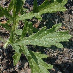 common vervain