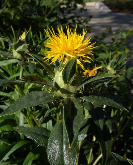 Safflower (Carthamus tinctorius)