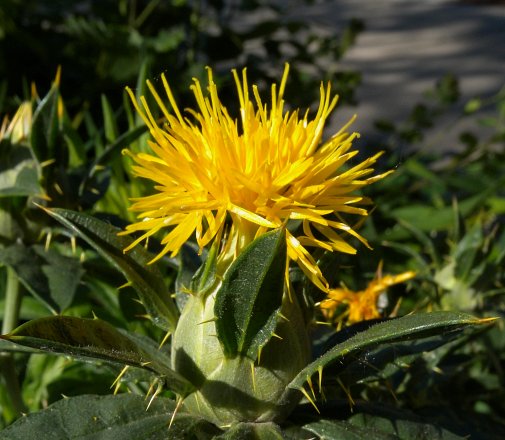 Safflower (Carthamus tinctorius), flower and leaves