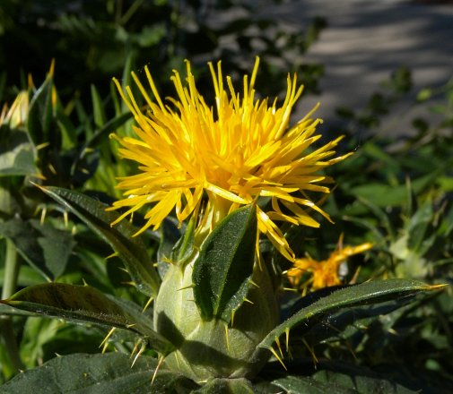 Safflower (Carthamus tinctorius)