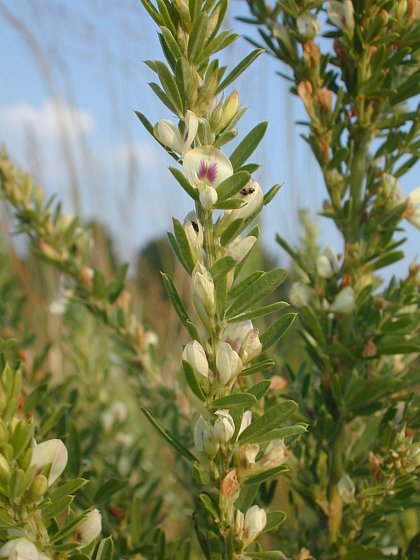 Lespedeza cuneata image