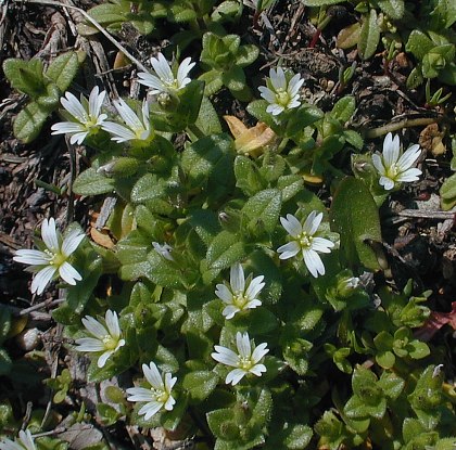 Cerastium pumilum image