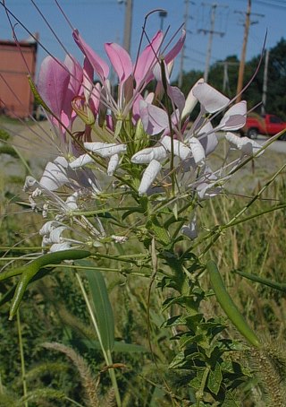 Cleome hasslerana image