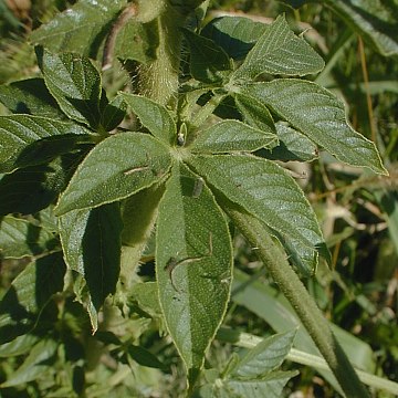 Cleome hasslerana image