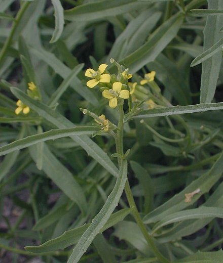 Erysimum repandum image