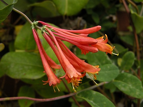 Lonicera sempervirens image