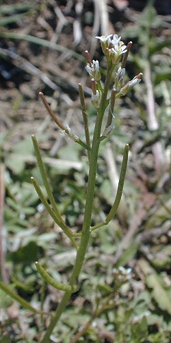 Planodes virginicum image