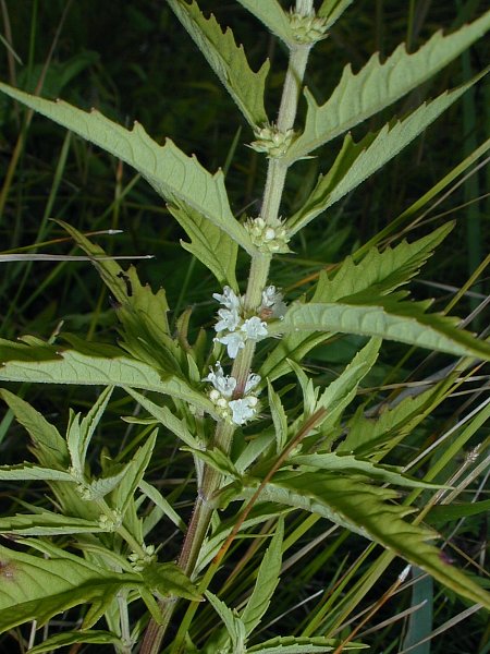 Lycopus americanus image