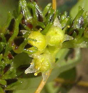 Cuscuta cephalanthi image