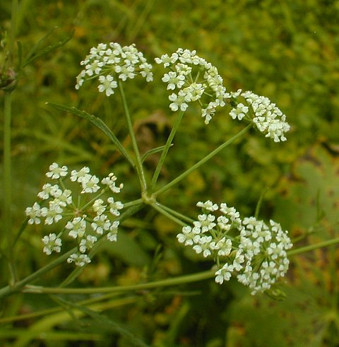 Cicuta bulbifera image