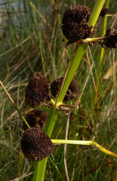 Sagittaria sagittifolia image