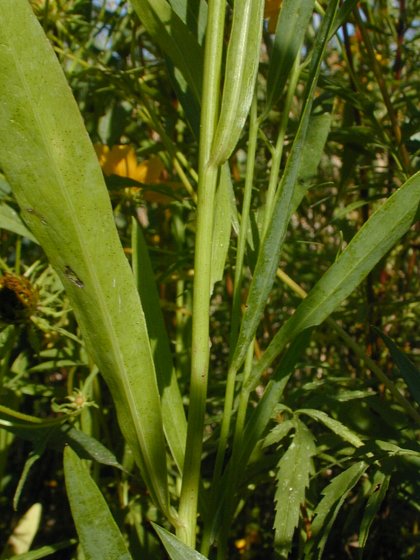 Boltonia recognita image