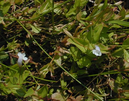 Lindernia procumbens image