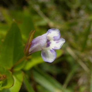 Lindernia procumbens image