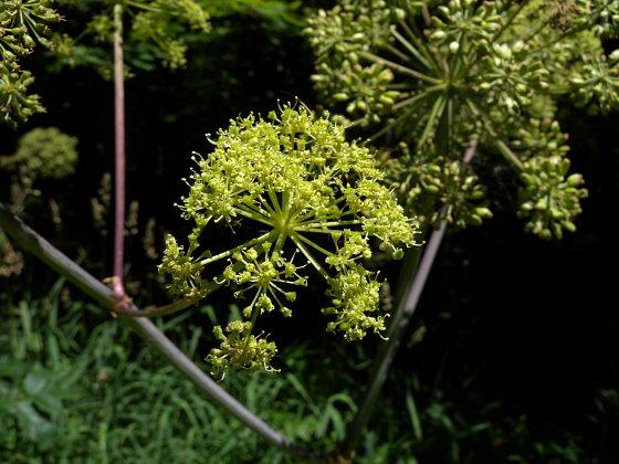 Marimo  I Fiori di Angelica