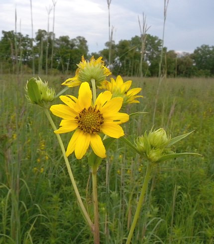 Helianthus giganteus image