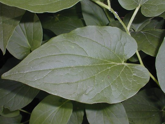 Lizard Tail Plant
