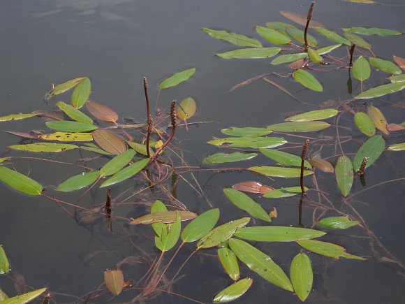 Image result for long leaf pondweed