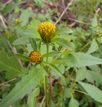 Flowerheads & Upper Leaves