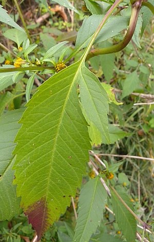 Lobed Leaf